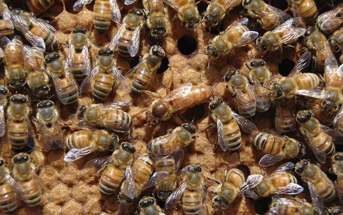 抓住蜂后不能操控蜂群,但蜂群会围绕在蜂王周围构成饲喂圈.