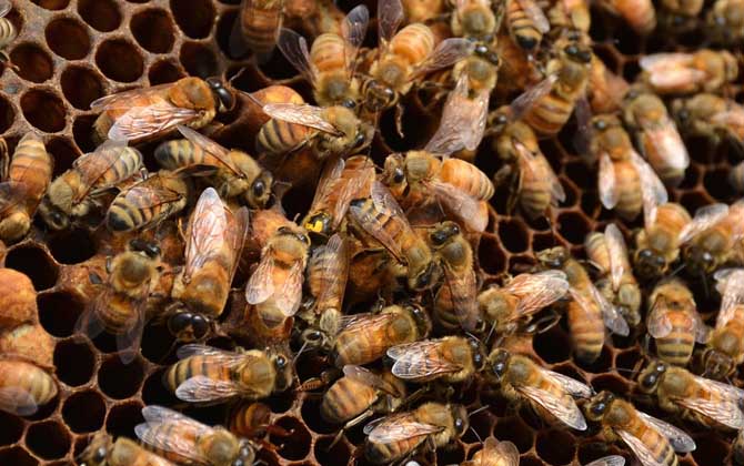 三,蜂王对蜂群有哪些效果?